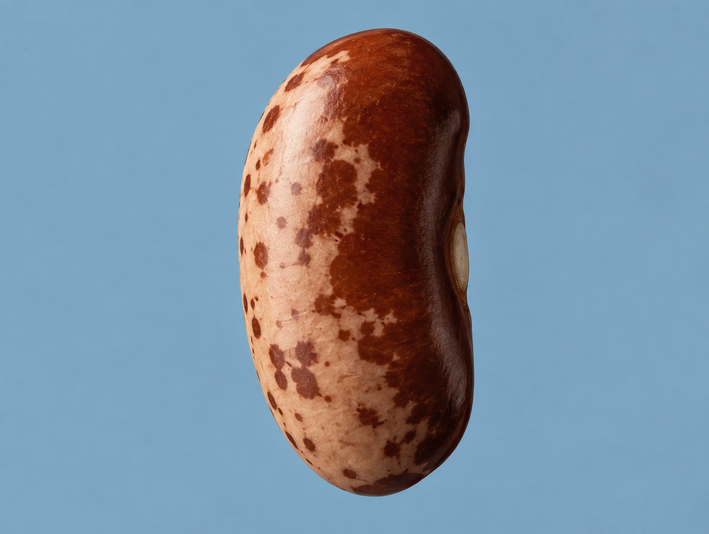 More Beans, Please